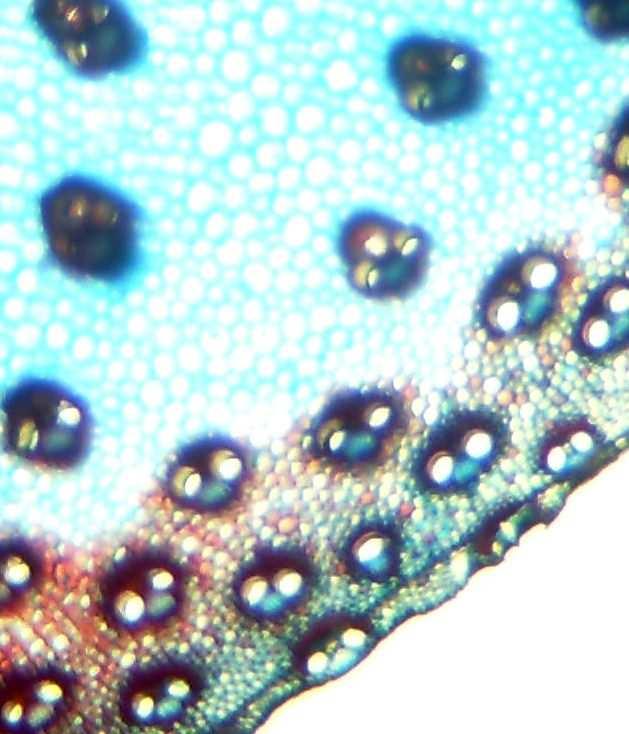 que a lignina fosse corada em vermelho e a celulose em azul (Figura 1). As imagens foram avaliadas com a ajuda de uma lupa binocular e/ou sobre microscópio.