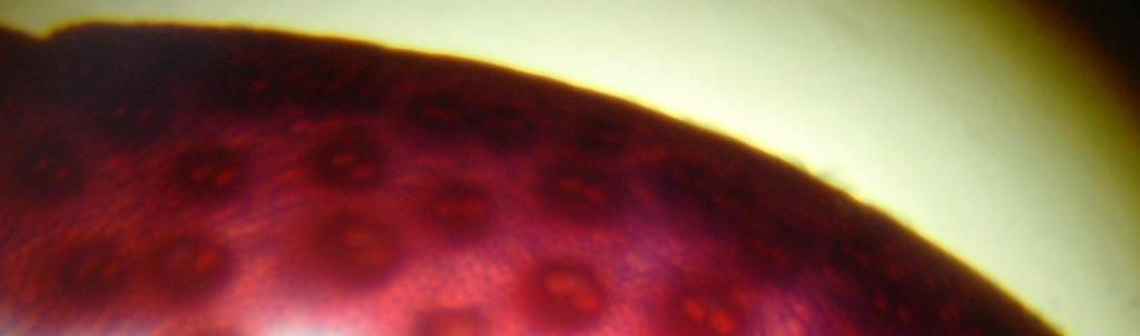 (2007), em trabalho com híbridos de milho, registraram correlação positiva e negativa entre as células lignificadas no córtex e região medular e entre os teores de lignina em detergente ácido e a