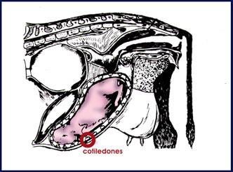 Progesterona Manutenção da gestação
