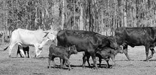 Gonadotrofina coriônica equina Aumento do diâmetro folicular do foliculo pré-ovulatório Aumento da taxa