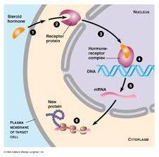 Hormônios Esteroides Formados nas gônadas e córtex da adrenal Exemplo: Ovários Progesterona e Estradiol Testículos Testosterona Transportados ligados a proteínas (precisam