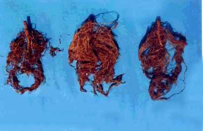 Segundo Ferraz & Lordello (1961), as plantas infestadas por esse nematóide não se desenvolvem bem, permanecendo com hastes finas e sistema radicular deficiente, ocorrendo redução na produção.