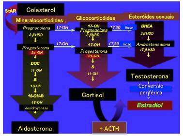 12 redução da atividade da 21OH com decorrente diminuição da síntese de cortisol resulta em estimulação crônica do córtex adrenal pelo ACTH com hiperplasia adrenal e superprodução dos precursores do