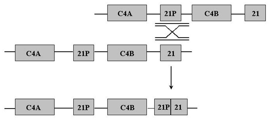 13 O gene CYP21A2 integra uma unidade genética chamada módulo RCCX, formado pelos genes RP, C4, CYP21 e TNX, que se repetem em tandem.