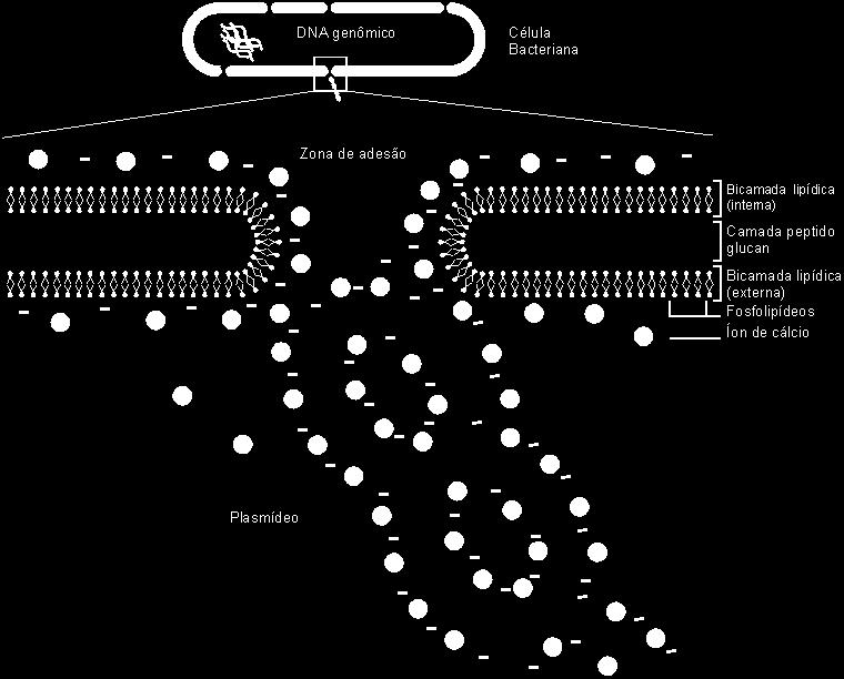 transformação de E.