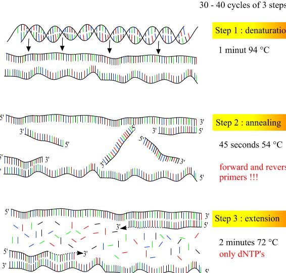 Step 1 desnaturação 1 minuto 94 o C Step 2 anelamento