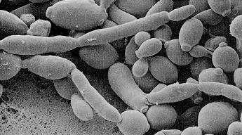 CLONAGEM DE FRAGMENTOS DE DNA Ferramentas de clonagem: