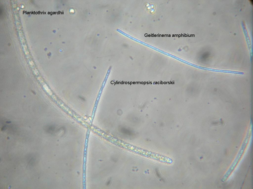 42 A figura 5.1 mostra as principais espécies de cianobactérias encontradas nas quatro águas de estudo.