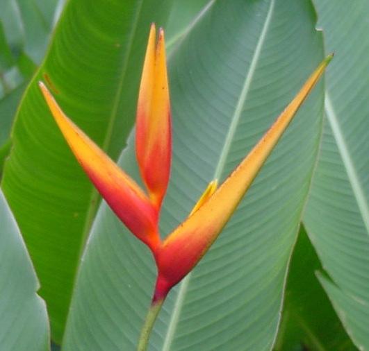 Material e Método Avaliações em laboratório Comprimento e largura da inflorescência (CI e LI) Comprimento da haste floral (CH)