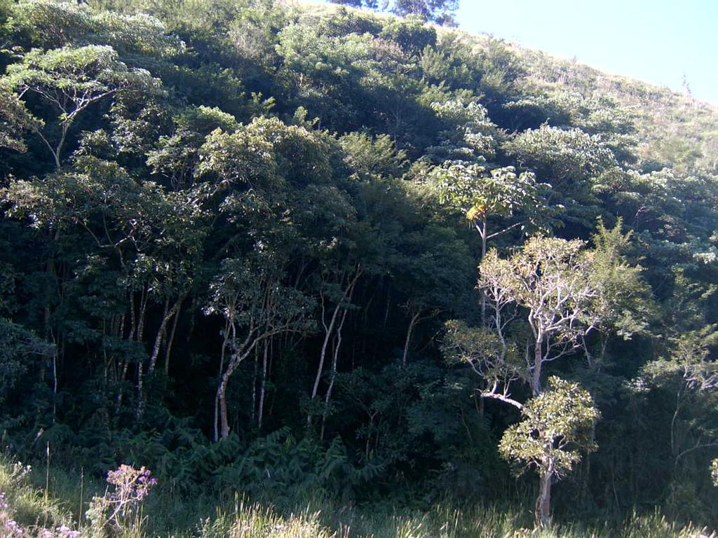 A barreira de montanhas da serra do mar retém o ar úmido originário do oceano restringindo o volume de água disponível para a vegetação localizada a oeste das serras (Ferreira e Fisch, 2007).