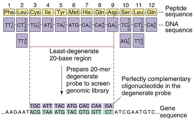 Obtenção de uma sonda de DNA