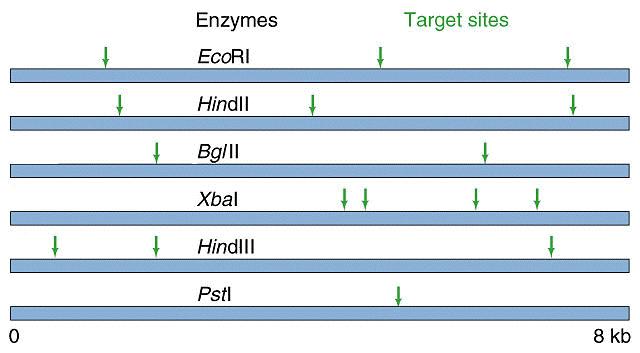 Faça um esquema de uma eletroforese separando os fragmentos obtidos após digestão do DNA acima com