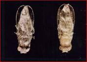 Exemplos de ligação: Ex: Drosophila -> asa reta e corpo cinza vs asa curvada e