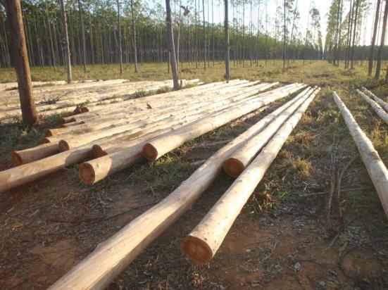 Apesar da crise mundial verificada no final de 2008 e parte de 2009, o mercado de madeira reflorestada, principalmente do eucalipto, manteve-se em patamares elevados e crescentes.