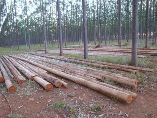aquecimento do mercado de madeiras de reflorestamento.