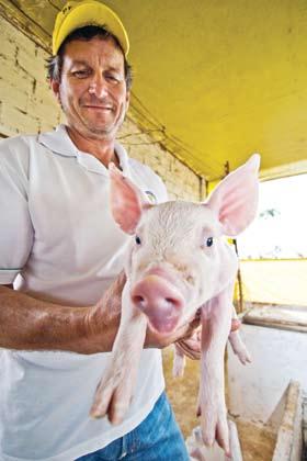 capa suinocultura Estrutura de Cálculo de Custo de Produção do Produtor de Suínos 1. custos fixos (a) 1.1 - depreciação das instalações 1.2 - depreciação dos equipamentos 1.