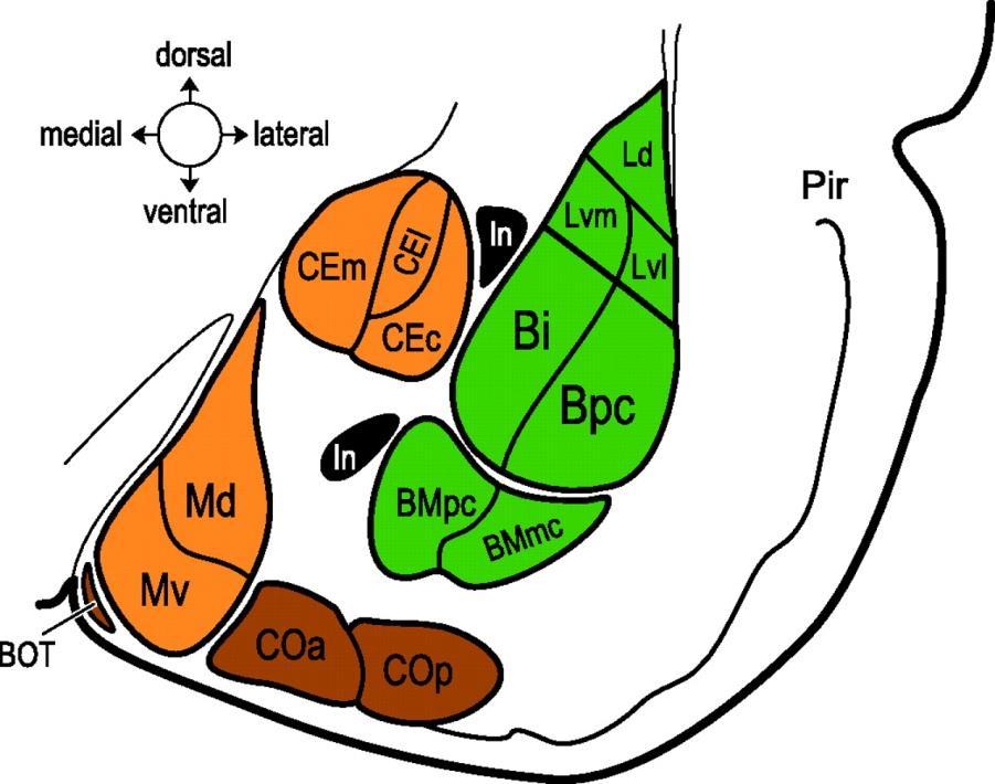 O Complexo Amigdalóide é dividido em três grupamentos nucleares