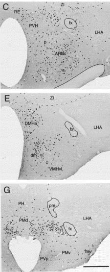 Atividade neuronal (proteína Fos): Na zona medial