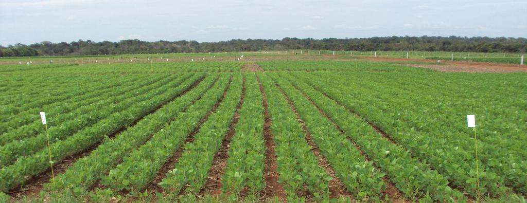 br Fabio Kempim Pittelkow, D. Sc. Engenheiro Agrônomo Fundação Rio Verde, MT fabio@fundacaorioverde.com.