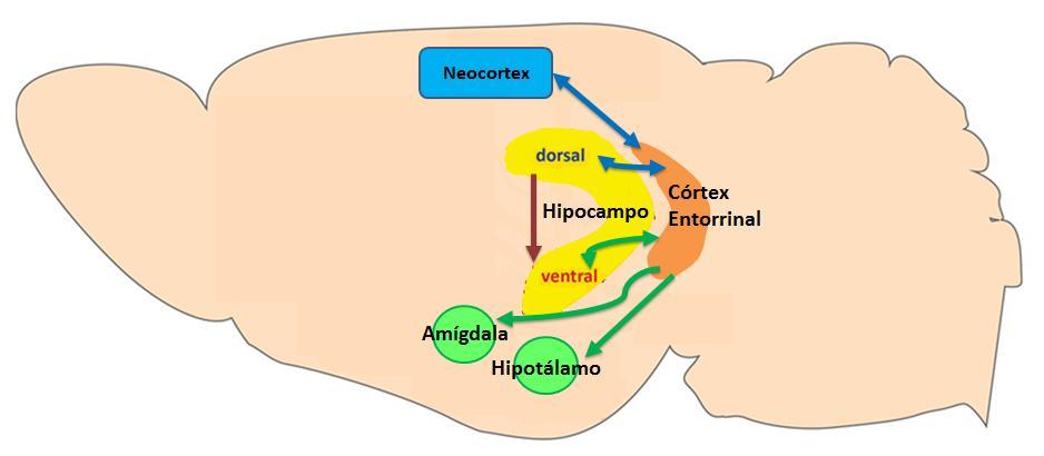 como uma estrutura única, podendo ser dividida entre região dorsal e ventral.