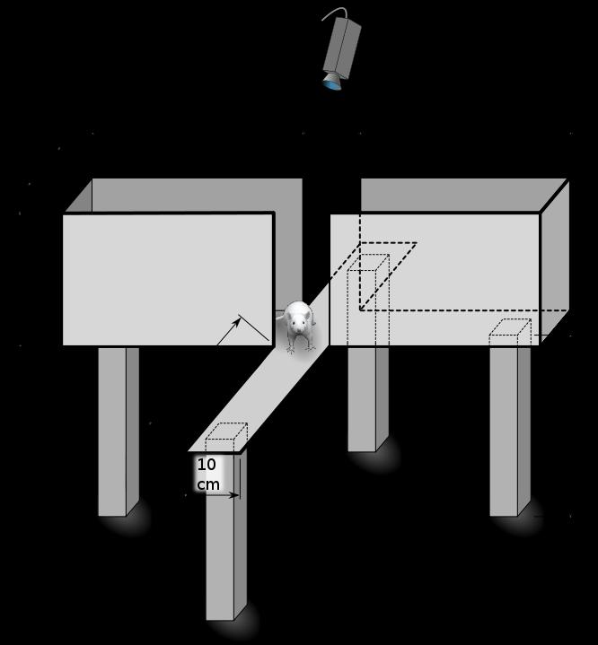 Figura 4: Representação esquemática do labirinto em cruz elevado 5.3.3. Procedimento O experimento consistiu de duas sessões, teste e reteste.