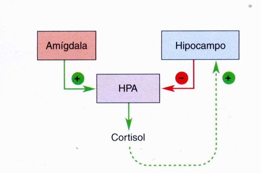 estresse O estresse estimula o eixo Hipotálamo-Pituitária (Hipófise)-Adrenal (HPA) e a resposta de estresse. A ativação do hipocampo, por outro lado, suprime a atividade do eixo HPA.