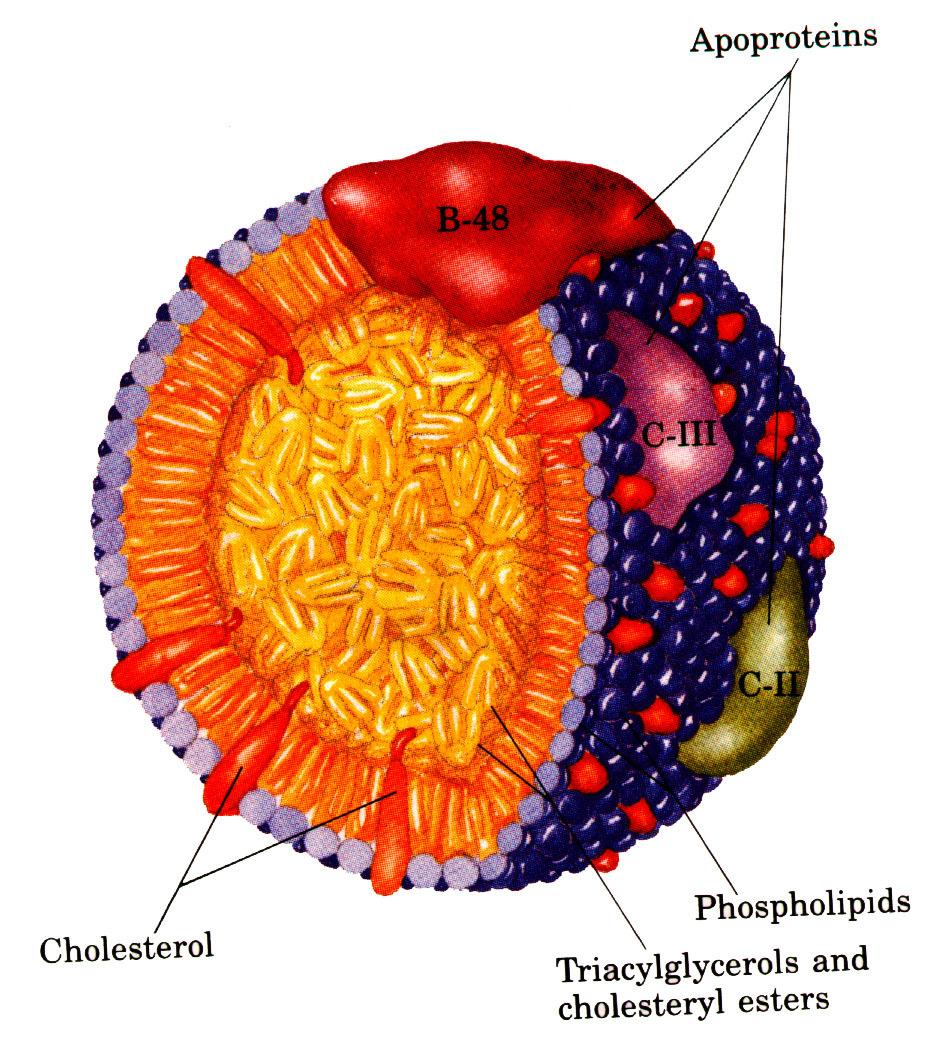 Absorção, distribuição e metabolismo Distribuída aos tecidos pelos QM e VLDL; Absorção e transporte das