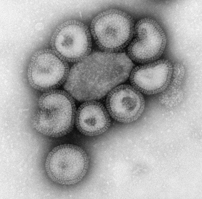 O vírus Influenza Família - Orthomyxoviridae Gêneros Influenza virus A Infecta aves, suínos, equinos,