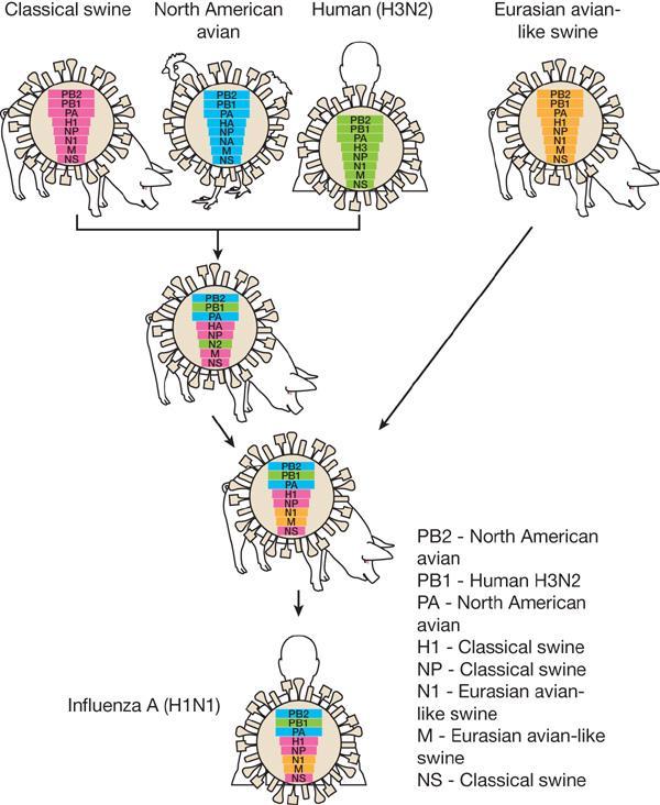 Genesis of swine-origin H1N1 influenza viruses.