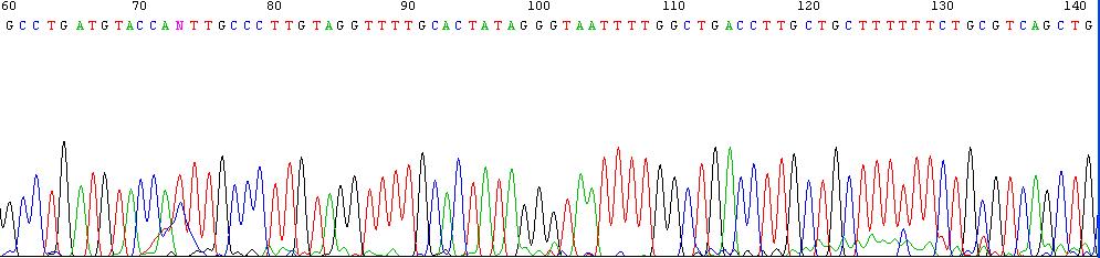 Diagnóstico RT- PCR com