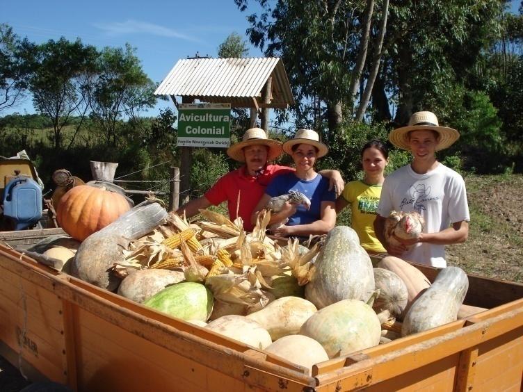 Produção de proteína bruta por hectare: Batata-doce (3,87 %, raíz ) 15 ton/ha X 3,87% X 0,32% MS = 185,8 Kg / PB / ha