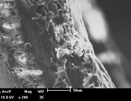 Figura 32 - Micrografia da membrana 2 virgem perpendicular.