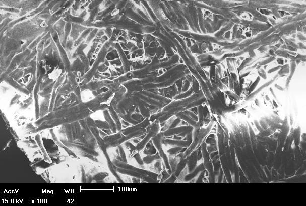 presença de material fibroso. Figura 33 - Micrografia da camada suporte da membrana 2.