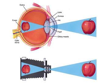 envolvido na trajetória da luz através das diferentes substâncias que formam o globo ocular até a recepção dessa informação pelas células especializadas que iniciam uma série de eventos químicos que