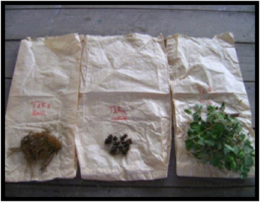 Vermiculita; C) Turfa; D) Plantmax +