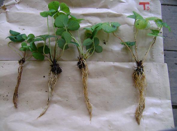vermiculita, plantmax + turfa e