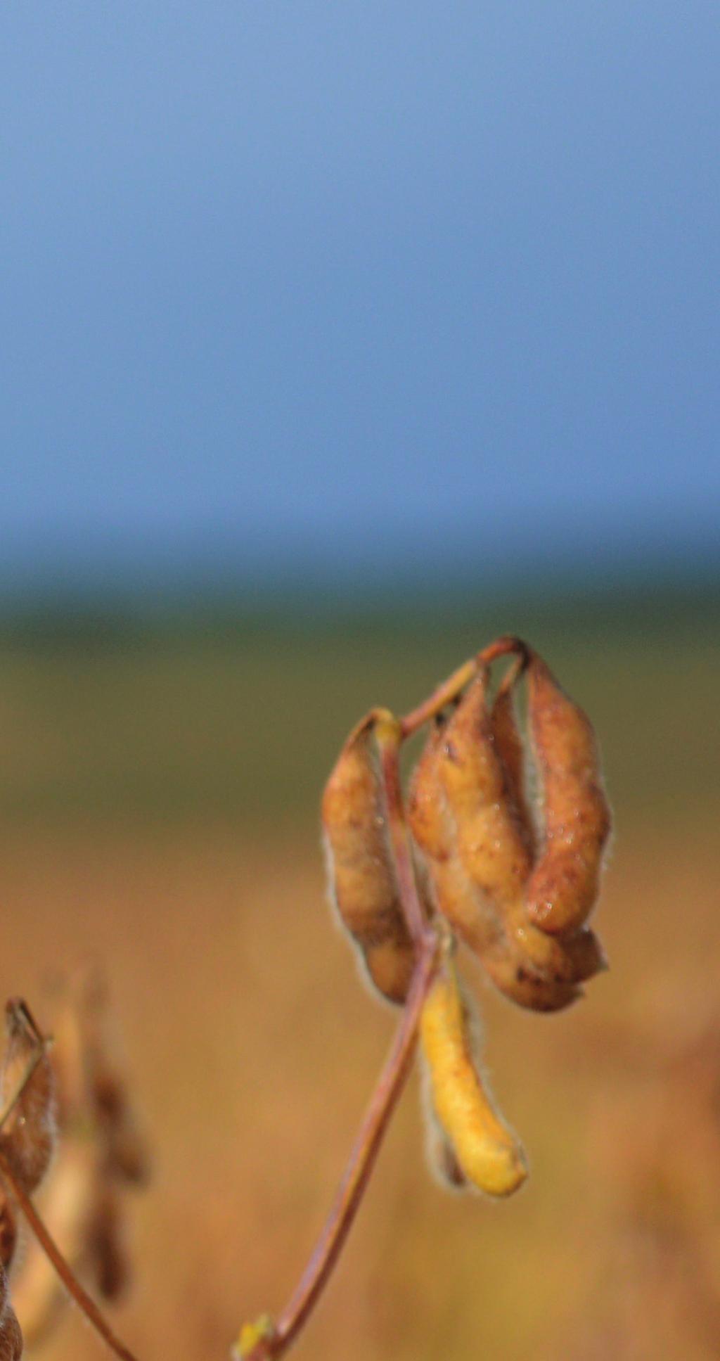 Empresa Brasileira de Pesquisa Agropecuária Embrapa Soja Ministério da Agricultura, Pecuária e Abastecimento Agência Goiana de Assistência Técnica, Extensão Rural e Pesquisa