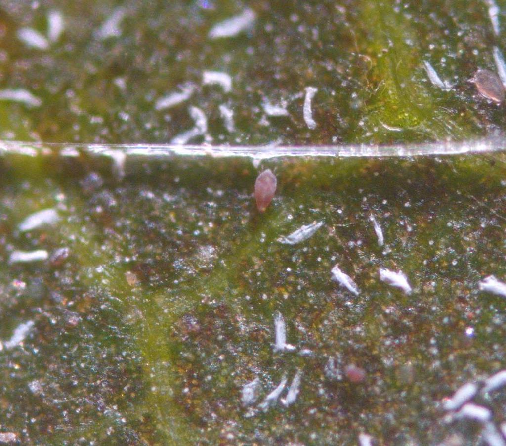 Microácaro Calacarus heveae