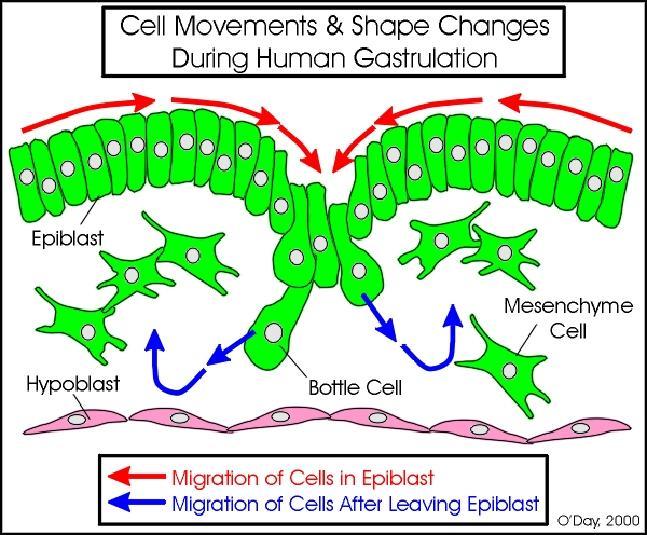 células do Epiblasto migram para: espaço