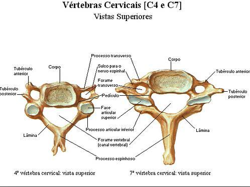 16 1.2 Anatomia e fisiologia da coluna cervical A coluna cervical é o segmento mais proximal da coluna vertebral, formada por um conjunto de 7 vertebras, com curvatura lordótica no plano sagital,