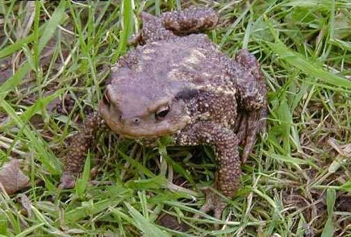 Sapo comum (Bufo bufo)