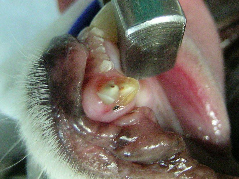 Figura 12 Imagem fotográfica da cavidade oral de um gato-maracajá (Leopardus wiedii), macho, adulto, apresentando fratura dentária com exposição