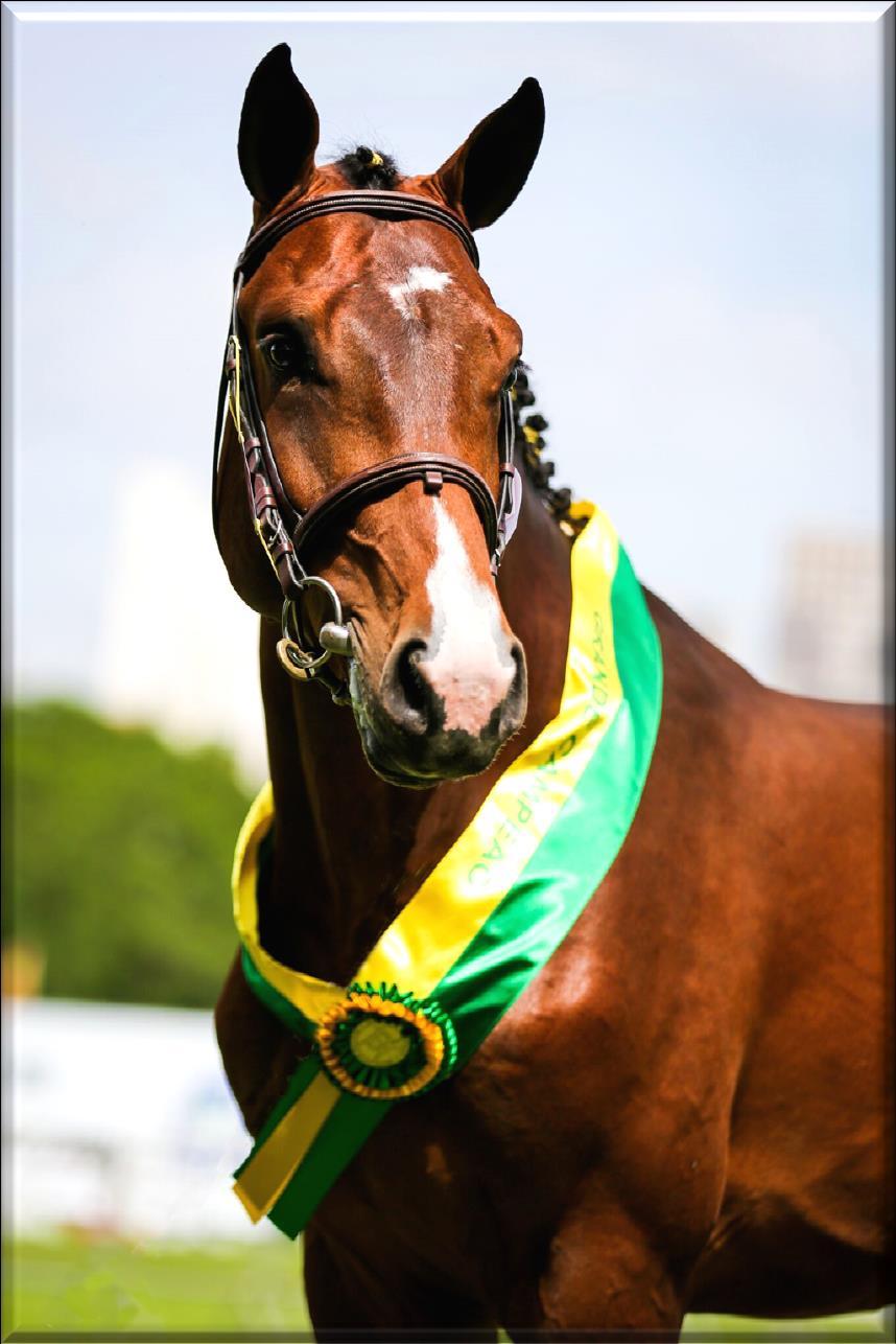 Associação Brasileira de Criadores do Cavalo de Hipismo (ABCCH) vem buscando expandir a raça em todo território nacional, afinal o Brasil é um campo fértil nesse setor.