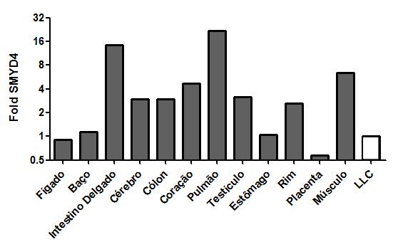 Figura 5: Expressão gênica de SMYD4 por PCR em tempo real em tecidos saudáveis (barras em cinza) e em pool de amostras de LLC (barra branca).