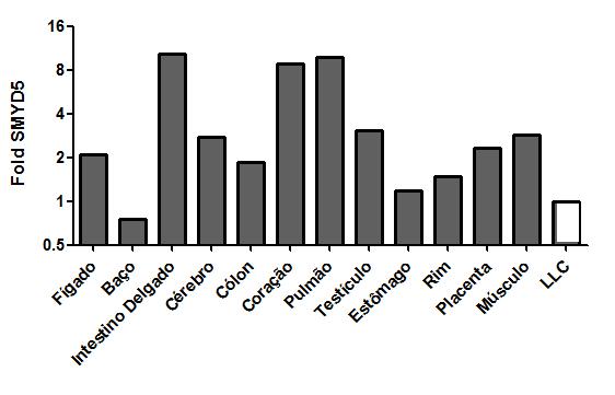 Figura 6: Expressão gênica de SMYD5 por PCR em tempo real em tecidos saudáveis (barras em cinza) e em pool de amostras de LLC (barra branca).