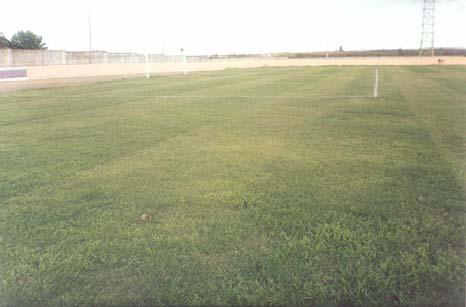 O gramado do Estádio desenvolveu-se muito bem. No passado havia uma característica, um aspecto de ponto de murcha contínuo Figura 02.