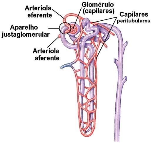 Elementos vasculares: Artéria