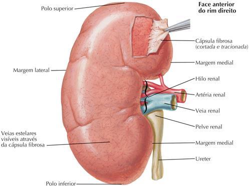 Capilares glomerulares; Arteríola