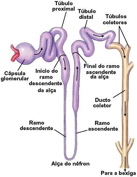 Elementos tubulares: Cápsula renal (cápsula glomerular ou de Bowman); OBS: cápsula renal + glomérulo = corpúsculo renal.