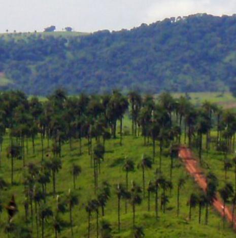 Potencial para Extrativismo Ocorrência natural de macaúba: 250 mil hectares